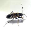 Rhyparochromus vulgaris